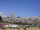 【千本桜】