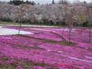 【千本桜】