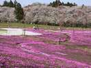 【千本桜】