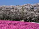 【千本桜】