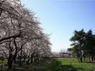 【千本桜】