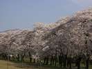 【千本桜】