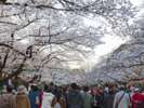 ■上野恩賜公園(桜)「写真提供:(公財)東京観光財団」