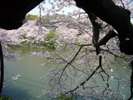 ■千鳥ヶ淵の桜「写真提供:(公財)東京観光財団」