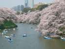 ■千鳥ヶ淵の桜「写真提供:(公財)東京観光財団」