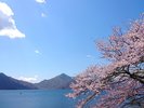 【中禅寺湖/当館すぐ目の前】奥日光では少し遅めのお花見が愉しめる