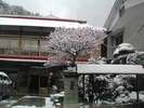 寒冷な土地にて春先でも雪が舞う事もちらほら・・・。情緒たっぷり