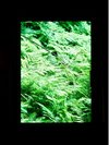 1階窓からの景色