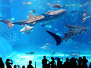 美ら海水族館