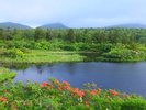 【睡蓮沼(夏)】