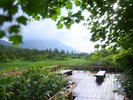 【睡蓮沼(夏)】