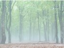 残雪のぶな林は霧がかかると幻想的な世界に。