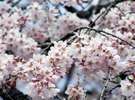 春は桜の見どころ満載♪