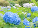GWも終われば、次はあじさいの季節です。