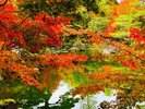 【由志園】例年、11月上旬から中旬にかけて紅葉が見頃を迎えます。