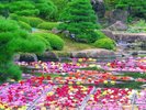 天竺牡丹が咲き誇る由志園。四季折々の花々に彩られる庭園で、鮮やかな大輪の花が秋を華やかに演出します。