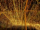 【由志園】秋冬限定のイルミネーションは130万球の光、50台のプロジェクターで幽玄の世界を演出します
