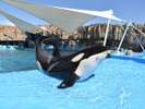 ■【観光案内】名古屋港水族館 シャチ