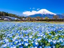 花の都公園 春から夏の様子