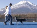 【DOG PARK】青い人工芝のDOG PARK