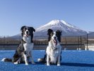 【DOG PARK】雄大な富士山と