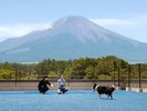 【DOG PARK】青い人工芝のDOG PARK