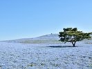 【久慈サンピア日立】周辺の観光◆国営ひたち海浜公園*ネモフィラ(4月中旬頃)…車で約30分