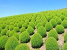 【久慈サンピア日立】周辺の観光◆国営ひたち海浜公園*コキア(8月中旬頃)…車で約30分