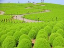 【久慈サンピア日立】周辺の観光◆国営ひたち海浜公園*コキア(8月中旬頃)…車で約30分