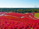 【久慈サンピア日立】周辺の観光◆国営ひたち海浜公園*コキア(10月中旬頃)…車で約30分