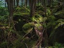 *白駒の苔の森*車約45分