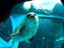 まん丸お目目の可愛いアザラシ(しながわ水族館)