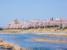 犀川 桜(春)