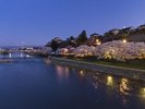 犀川 桜(春)
