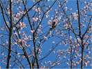 フロントから見える桜