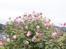 外観周辺イメージ(芙蓉の花)