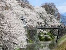 【当館から徒歩で10分】山形城跡を整備した公園。石垣や堀が残り春は桜の名所として知られる「霞城公園」