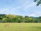 奈良公園と若草山