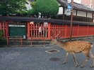 鹿とならまち