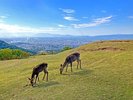 若草山
