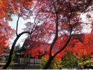〜紅葉の名所:橿原神宮〜近鉄奈良駅から大和西大寺駅乗換にて終点橿原神宮駅前下車(約40分)