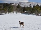 奈良公園の雪景色