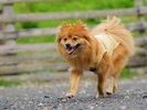 【施設内ドッグラン】