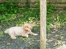 【ドッグラン】日陰でゆっくり…