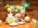 犬ちゃんアニバーサリー