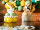 犬ちゃんアニバーサリー