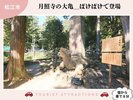 【お勧め観光スポット】「月照寺」の大亀は、ドラマばけばけで登場(車で8分)