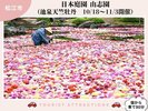 【お勧め観光スポット】「日本庭園由志園」では、10〜11月に池泉天竺牡丹を堪能(車で30分)