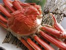 【冬期間限定:松葉ガニ】この冬の贅沢! 本場の「松葉ガニ」をまるごと1杯。甘み、濃厚な味噌、至福の時