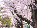 官庁街通の桜
